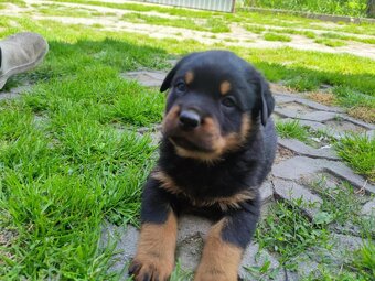 Predám šteniatka Rottweiler - 9