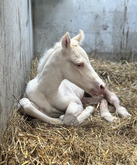 Cremello klisnička s odznaky s reining/cutting původem - 9