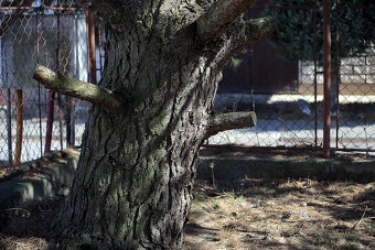 Canon  70-210mm Macro / F4 / M42 - 9