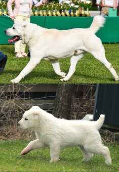 Stredoazijsky ovciak FCI pp - 9