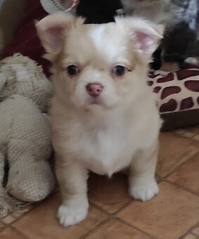 čivava dlhosrsta - 9