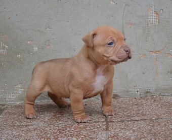 Crossbreed bully 75% - 9