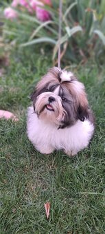 Shih tzu s PP / shi-tzu / shitzu - 9