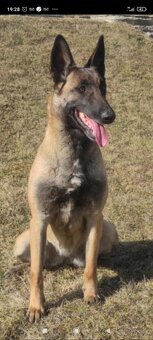 Belgický ovčiak malinois - 9
