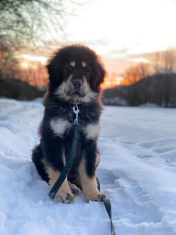 Tibetská doga šteniatka s PP po špičkových rodičoch - 9