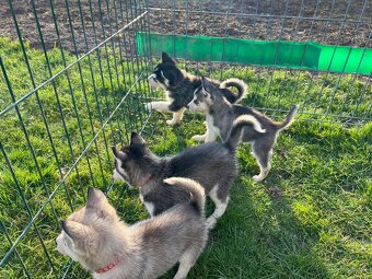 Steniatka sibirsky husky - 9