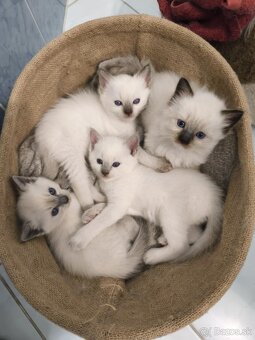 Ragdoll mačiatká na predaj - 9
