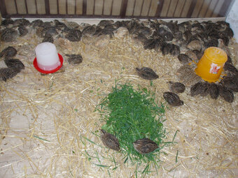 prepeličie vajíčka - 9