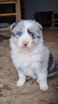 Steniatka border kolia - 9