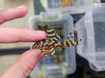 L 333 Gold line AAA - odchov - 9