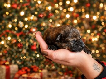 Nemecký ovčiak s PP - 9