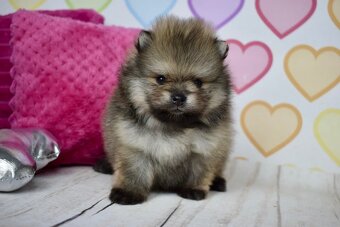 Pomeranian s PP - 9