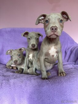 Americký pitbulterier s PP silverfawn rarita - 9