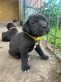 Šteniatka Cane Corso - 9