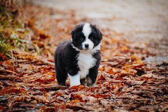 Miniatúrny americký ovčiak - 9