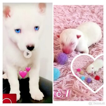 Sibírsky husky hasky - 9