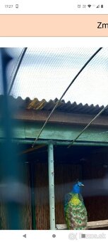 Predám siete na voliere - 9