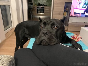 Cane Corso - na krytie - 9