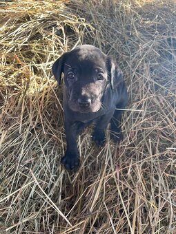 Darujem steniatka - 9