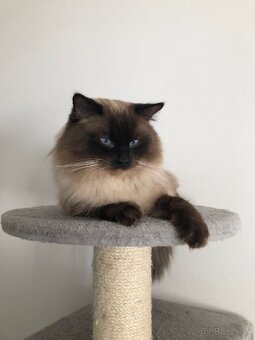 Ponukam ragdoll kocurov na krytie - 9