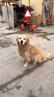 Zlatý retriever - 9