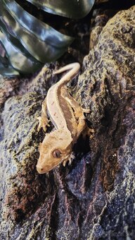 pagekón riasnatý - 9