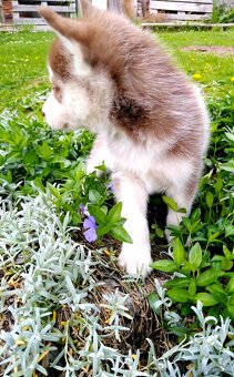 Sibirsky husky hasky - 9