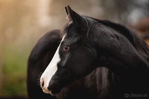 Roční American Quarter Horse black klisna, vnučka Gunnera - 9