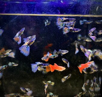 gupky (čisté formy) - 9