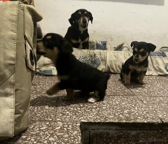 Krížený Juck Russel terier vs Jazvečík - 9