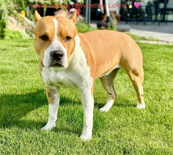 Americký Stafordšírsky teriér s PP 🐾🩷🩵🐶 - 9