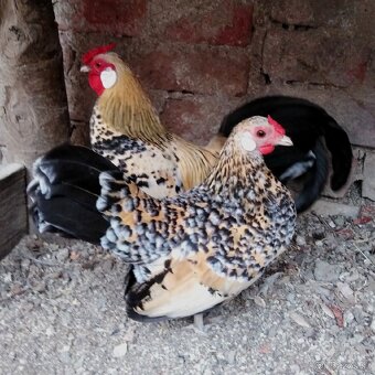 Marans pšenična, Appenzelsky chocholaci, Hamburcanky - 9