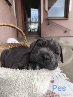 Cane Corso bez PP - 9