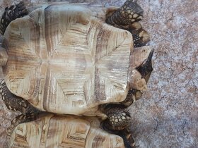 Želvy ostruhaté sulkata - 9