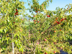 Predaj - záhrada - Zlaté Moravce - ZĽAVA - 9