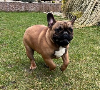 Francouzsky buldoček s PP - psík - 9