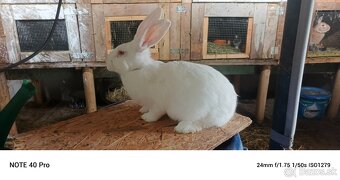 Predám burgunsky hylla český strakac - 9