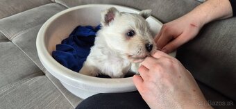 Predam Westika fenku - 9