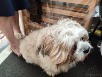 Predám šteniatka Shi tzu - 9