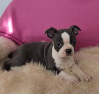 Bostonský teriér  Modré šteniatka z PP - 9