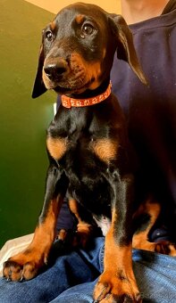Doberman šteniatka na predaj XXL veľké plemeno - 9