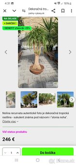 Krásna veľká slonia noha. - 9