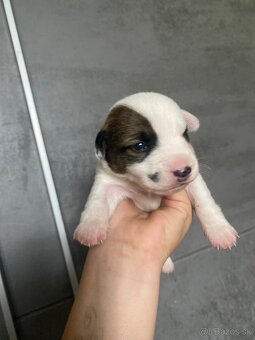 Jack Russel šteniatka - 9