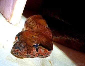 Veľhad královský - 9