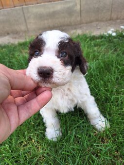 Lagotto romagnolo s PP (italský vodní pes) - 9