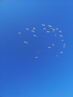 BIELE POŠTOVÉ HOLUBY - 9