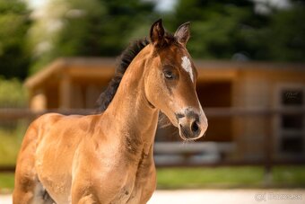 Bay hřebec American Quarter Horse, reining původ, matka s PE - 9