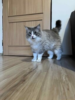 Predám kocúrikov Ragdoll - 9