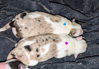 Border colia- blue merle - 9