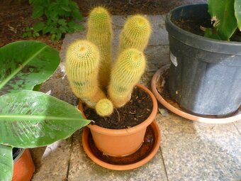 Agáve americká, bananovník - 9